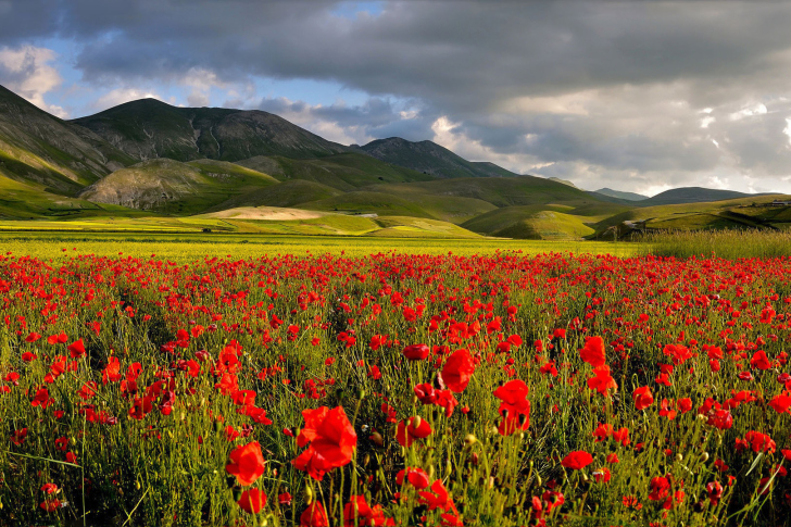 Fondo de pantalla Poppy Field