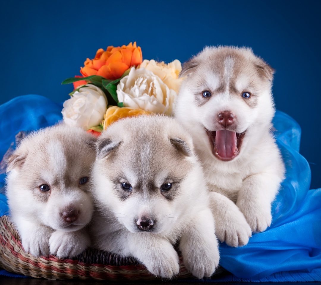 Das Husky Puppies Wallpaper 1080x960