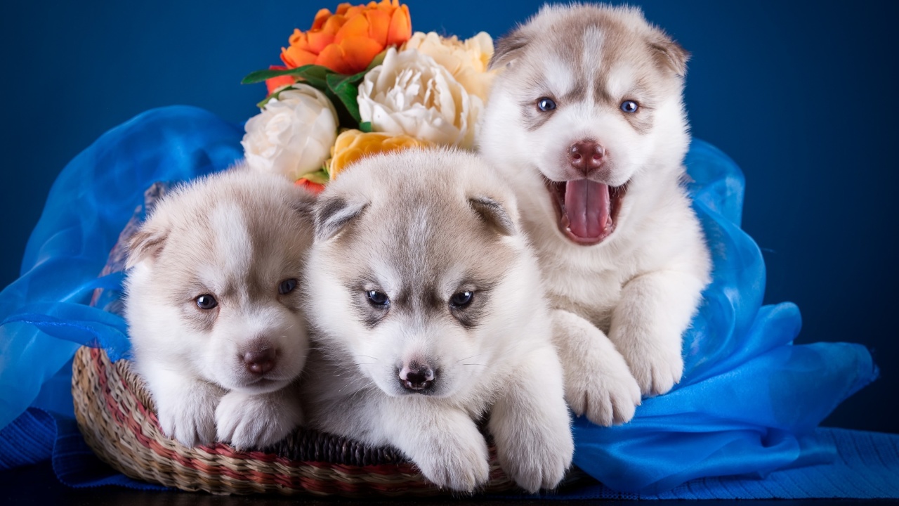 Обои Husky Puppies 1280x720