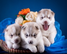 Husky Puppies wallpaper 220x176