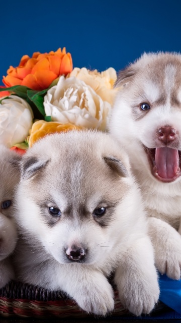 Husky Puppies wallpaper 360x640