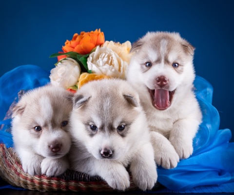 Sfondi Husky Puppies 480x400