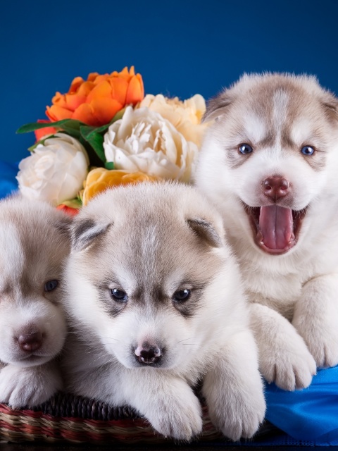 Husky Puppies wallpaper 480x640