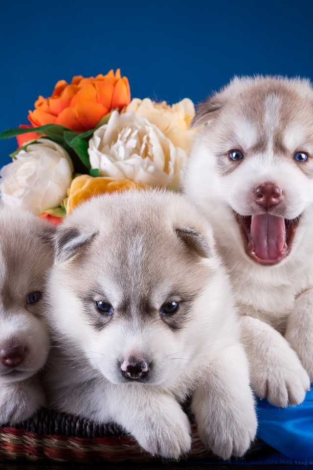 Husky Puppies wallpaper 640x960