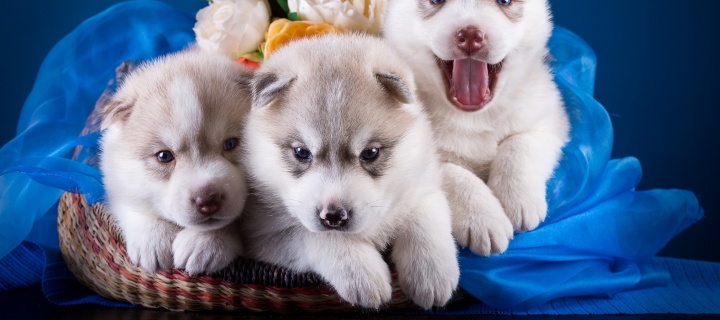 Husky Puppies wallpaper 720x320