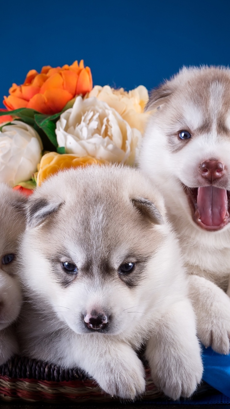 Husky Puppies wallpaper 750x1334