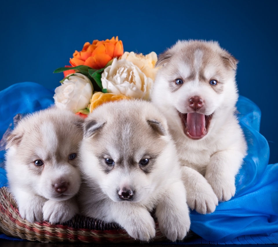 Husky Puppies wallpaper 960x854