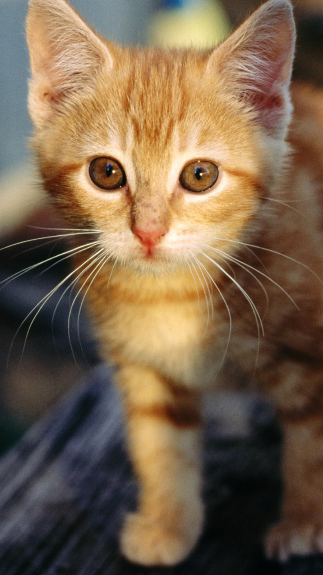 Sfondi Little Ginger Kitten 1080x1920