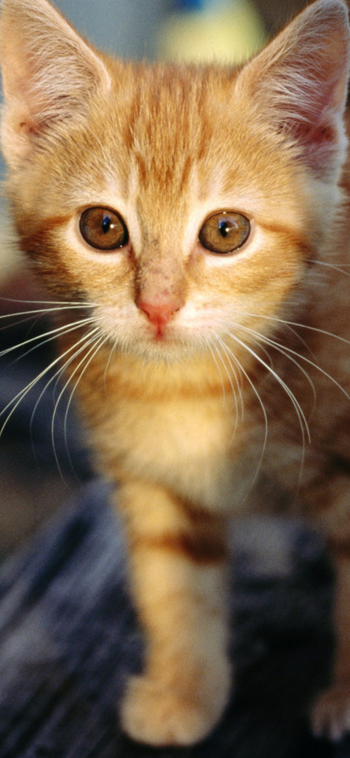 Little Ginger Kitten screenshot #1 1170x2532