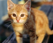 Sfondi Little Ginger Kitten 176x144