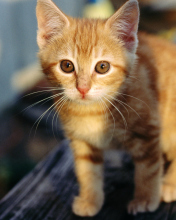 Little Ginger Kitten screenshot #1 176x220