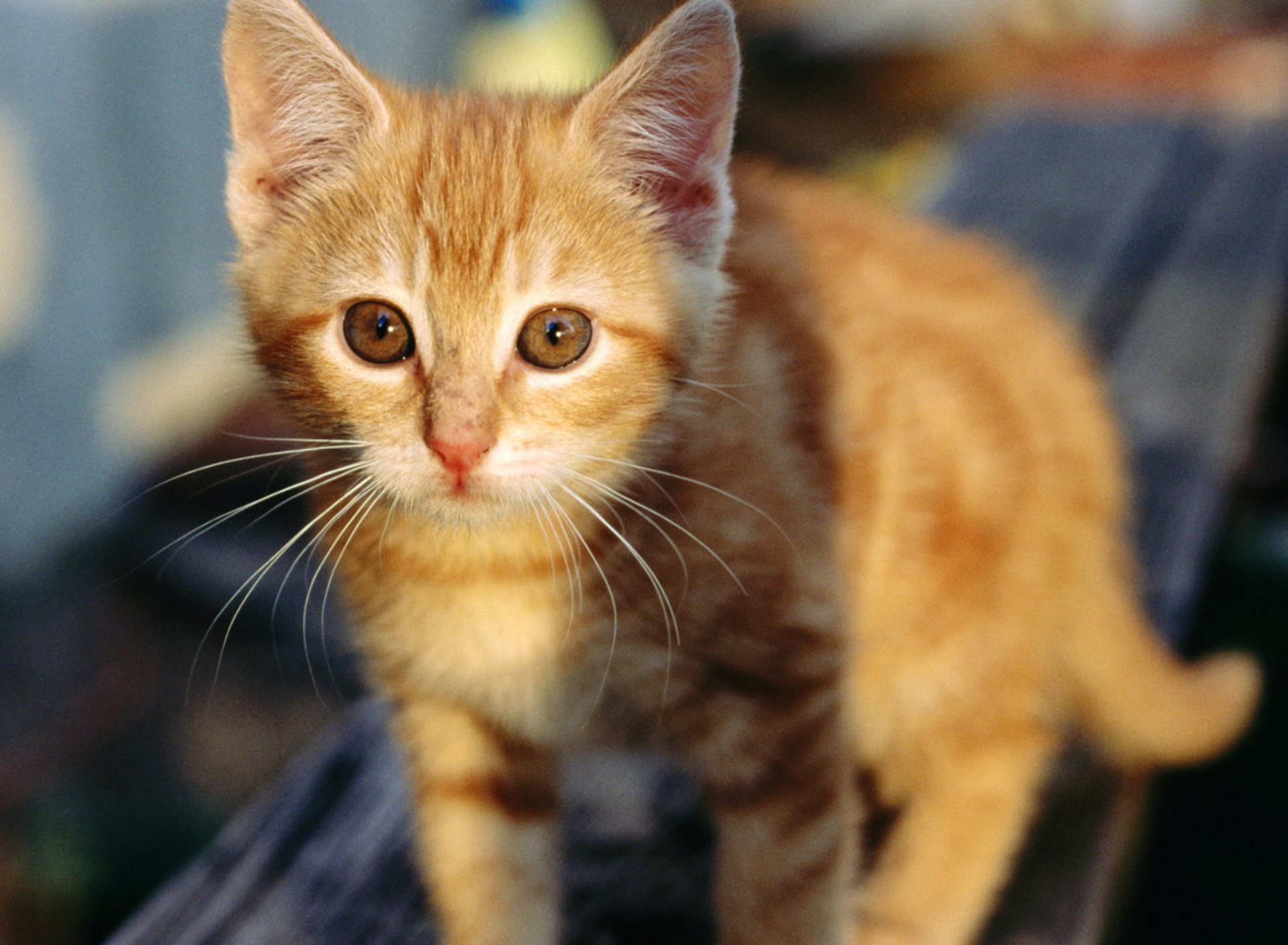 Fondo de pantalla Little Ginger Kitten 1920x1408
