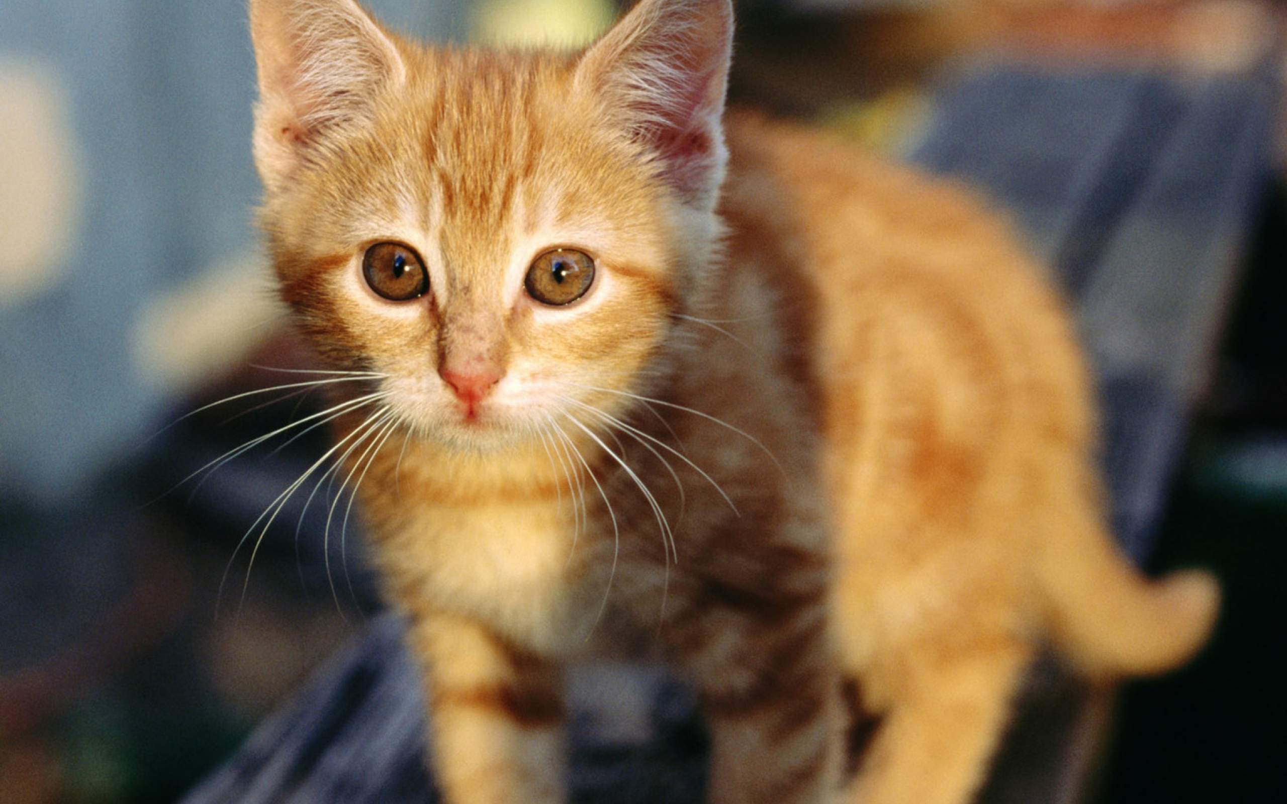 Sfondi Little Ginger Kitten 2560x1600