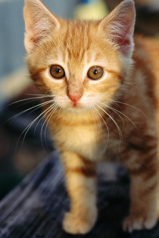 Das Little Ginger Kitten Wallpaper 320x480
