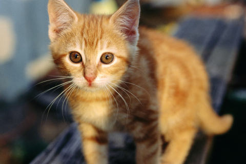 Little Ginger Kitten wallpaper 480x320