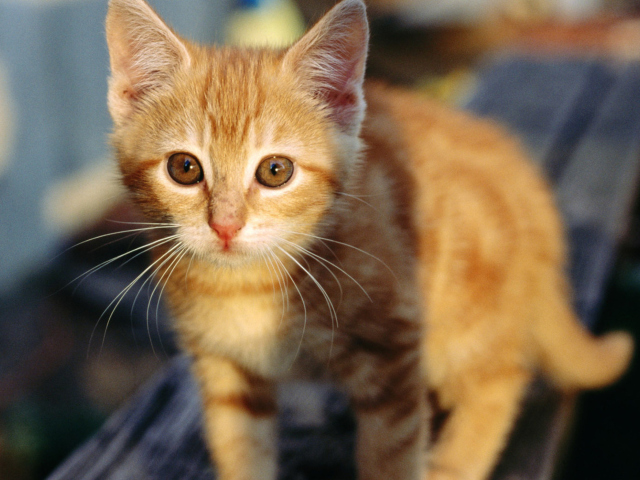 Fondo de pantalla Little Ginger Kitten 640x480