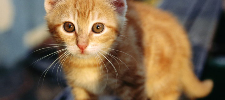 Sfondi Little Ginger Kitten 720x320