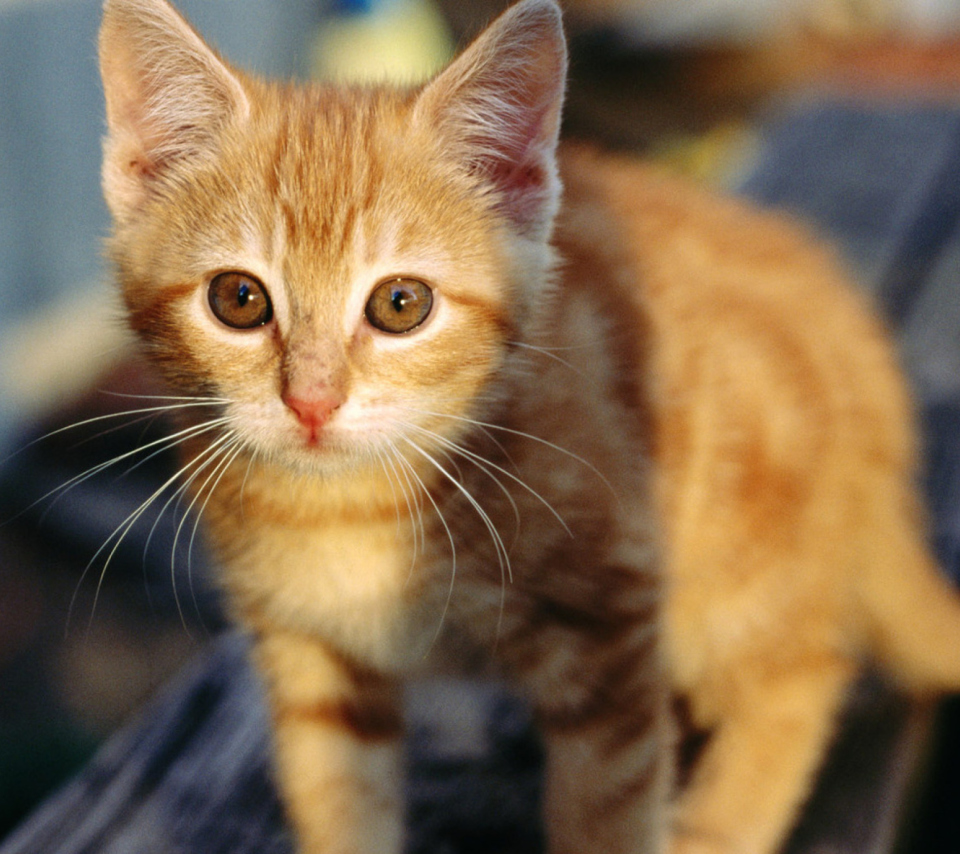 Little Ginger Kitten screenshot #1 960x854