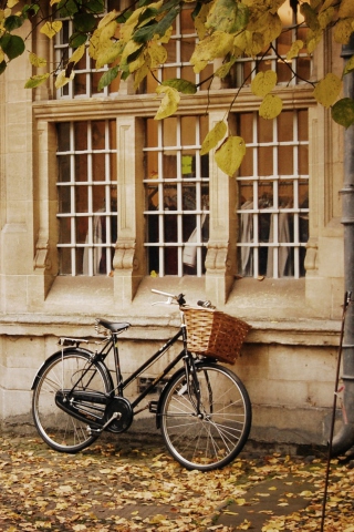 Bicycle And Autumn wallpaper 320x480