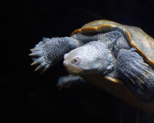 African Turtle wallpaper 220x176