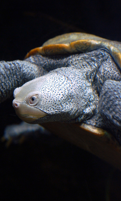 African Turtle wallpaper 480x800