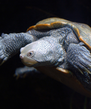 African Turtle sfondi gratuiti per HTC Pure