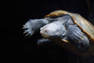 African Turtle Picture for Android, iPhone and iPad