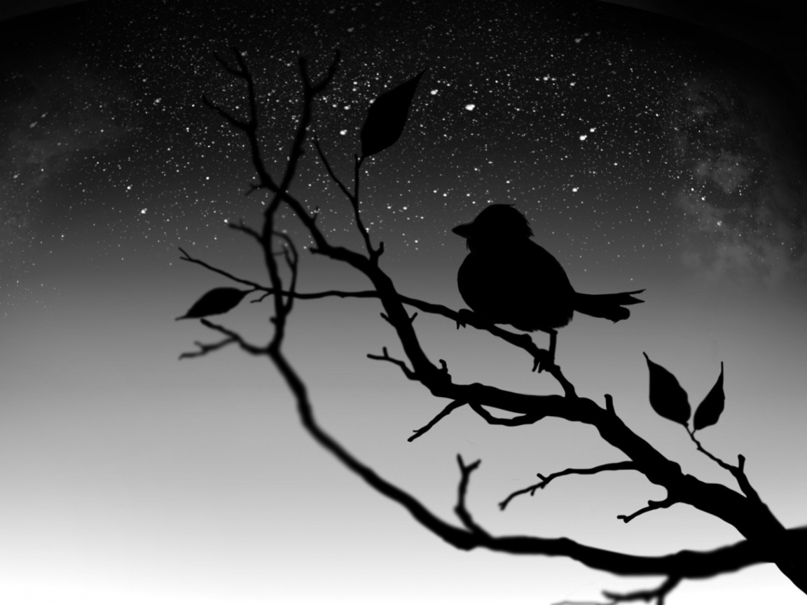 Black Bird wallpaper 1152x864