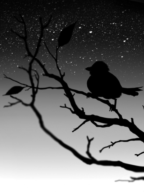 Das Black Bird Wallpaper 480x640