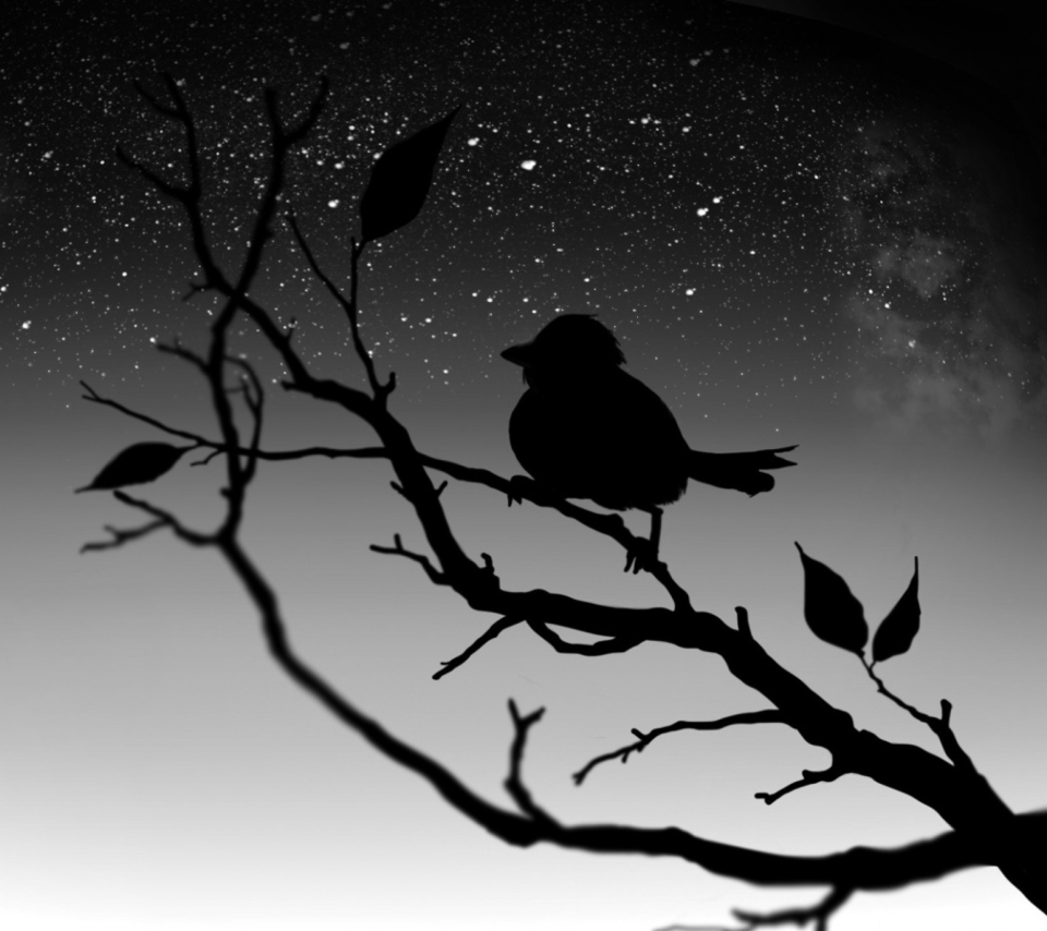 Fondo de pantalla Black Bird 960x854