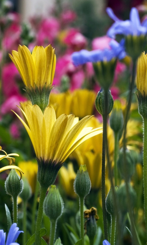 Vail Flowers In Colorado screenshot #1 480x800