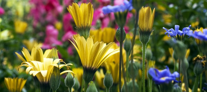 Vail Flowers In Colorado screenshot #1 720x320