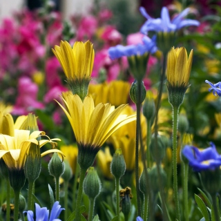 Vail Flowers In Colorado - Fondos de pantalla gratis para 1024x1024