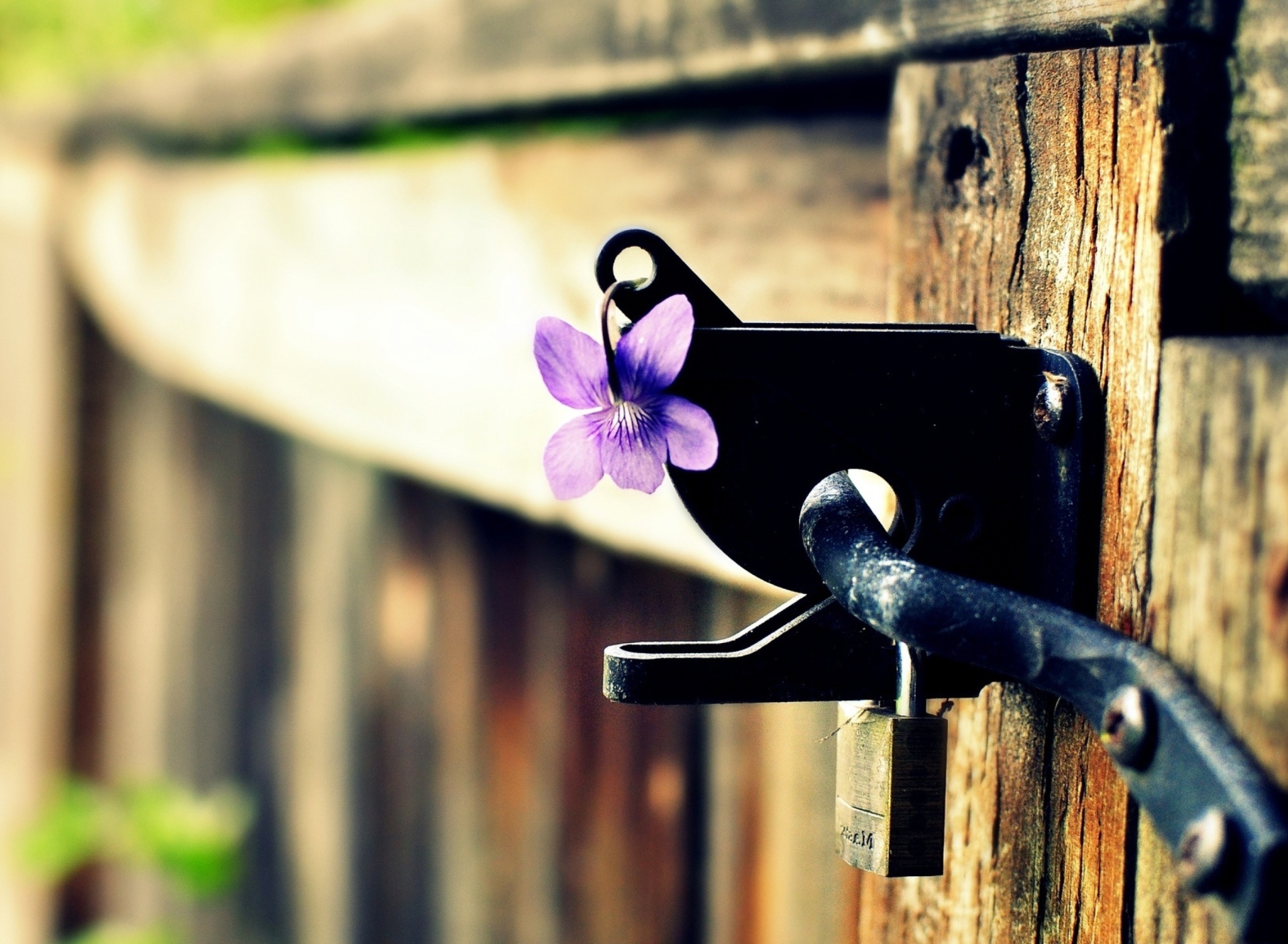 Screenshot №1 pro téma Flowers on the fence 1920x1408