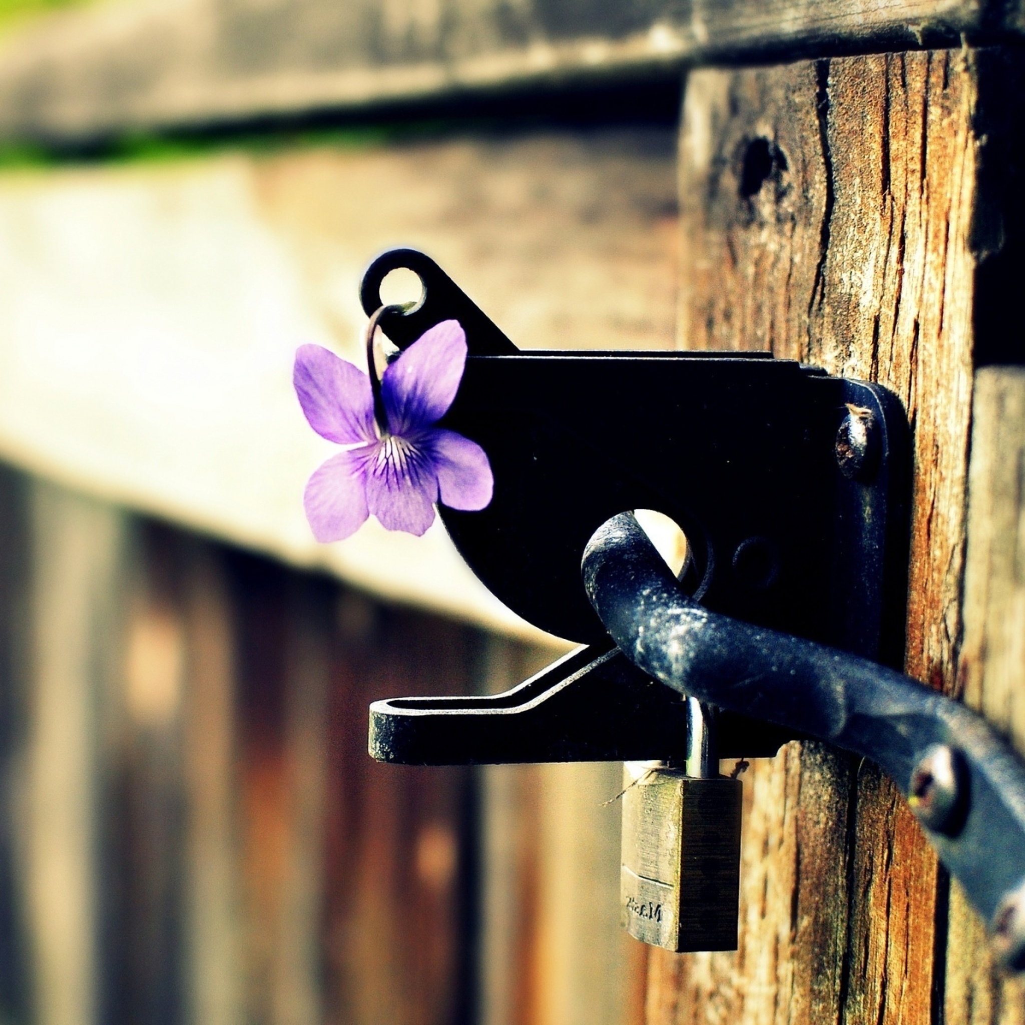 Fondo de pantalla Flowers on the fence 2048x2048