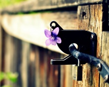 Screenshot №1 pro téma Flowers on the fence 220x176