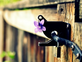 Flowers on the fence wallpaper 320x240