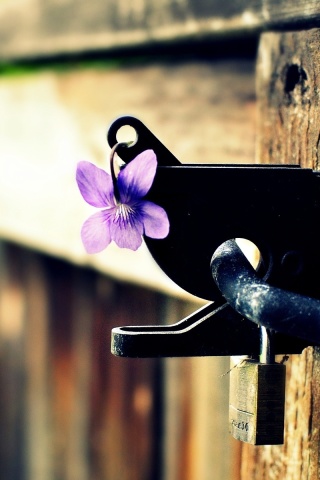 Flowers on the fence wallpaper 320x480