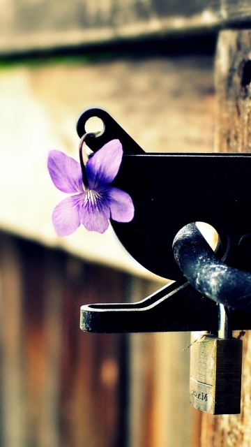 Sfondi Flowers on the fence 360x640