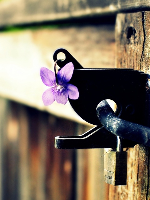 Flowers on the fence wallpaper 480x640
