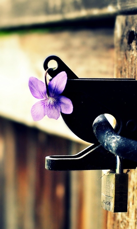 Flowers on the fence screenshot #1 480x800