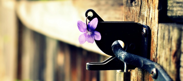 Flowers on the fence wallpaper 720x320