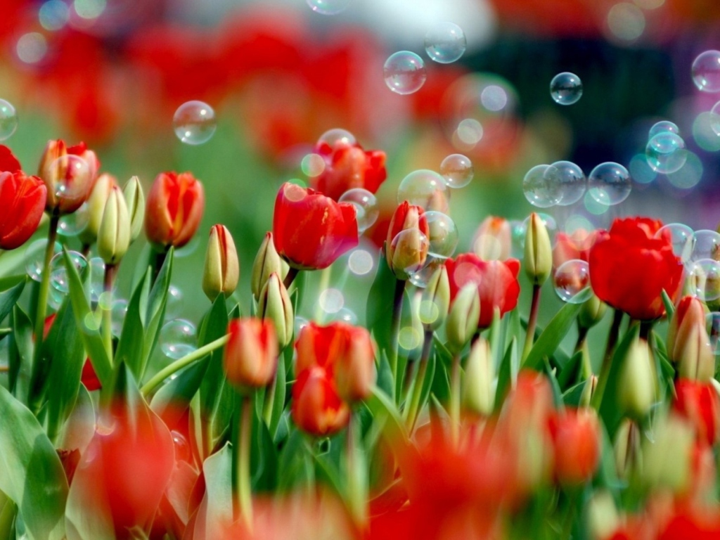Screenshot №1 pro téma Red Tulips And Bubbles 1024x768