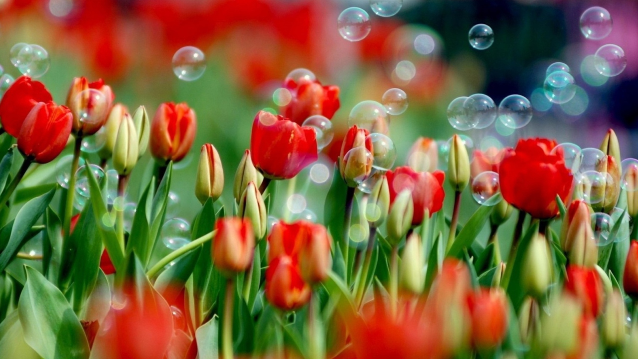 Red Tulips And Bubbles wallpaper 1280x720