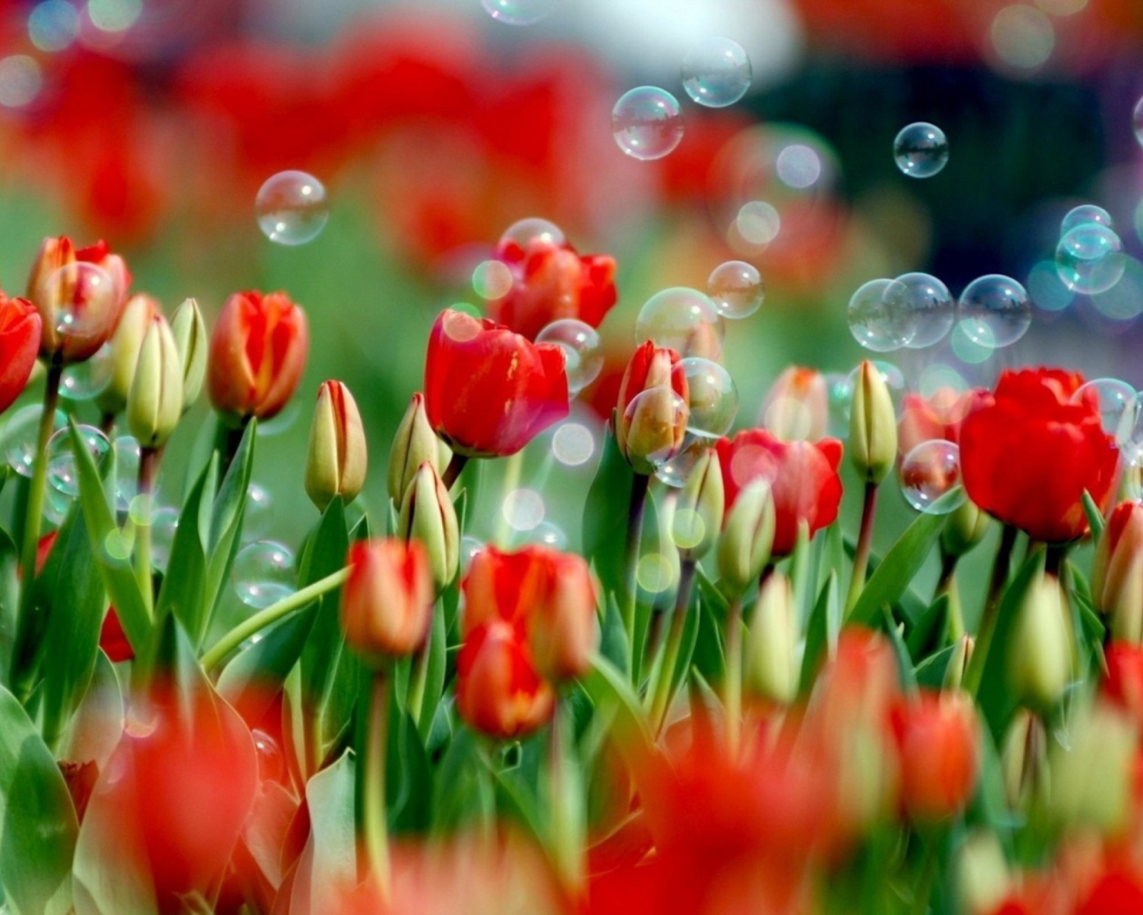 Обои Red Tulips And Bubbles 1600x1280