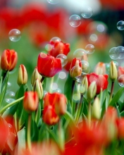 Red Tulips And Bubbles wallpaper 176x220