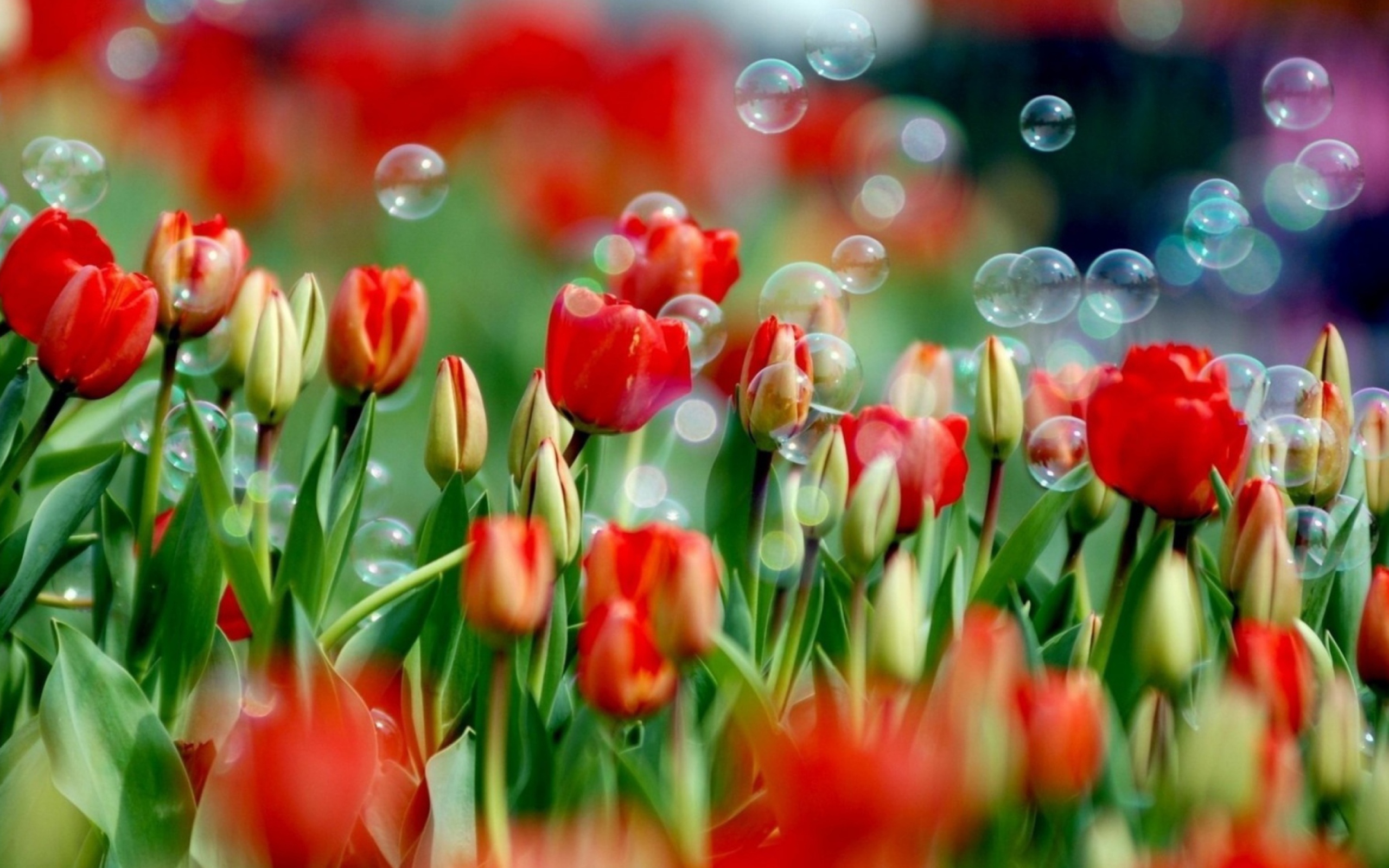 Red Tulips And Bubbles wallpaper 2560x1600
