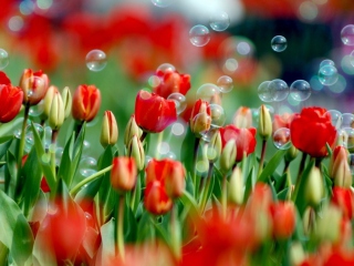 Fondo de pantalla Red Tulips And Bubbles 320x240