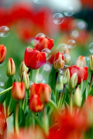 Sfondi Red Tulips And Bubbles 320x480