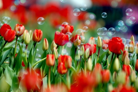 Обои Red Tulips And Bubbles 480x320